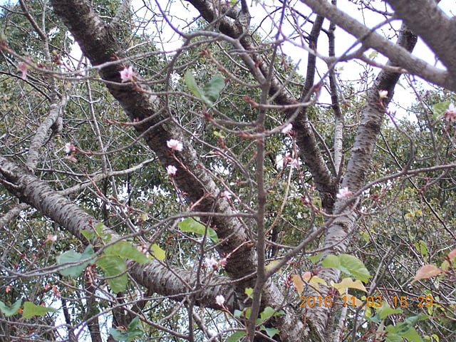 狂い咲きの山桜